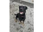 Adopt Tater a Black Mixed Breed (Large) / Mixed dog in Ponderay, ID (41255405)