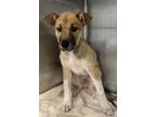 Adopt Cappuccino a Tan/Yellow/Fawn Shepherd (Unknown Type) / Husky / Mixed dog