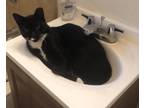 Adopt Tux a Black & White or Tuxedo Domestic Shorthair / Mixed (short coat) cat