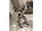 Adopt Bunny a Brindle - with White American Pit Bull Terrier / Greyhound / Mixed