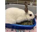 Adopt Lexus a White Rex / Rex / Mixed (short coat) rabbit in Chesapeake