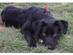 Adopt 84237 Isabelle a Black Border Collie / Mixed dog in Spanish Fork