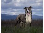 Adopt Jasper 505378 a Brindle Anatolian Shepherd / Mixed dog in Hayden