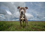 Adopt Greta 505393 a Brindle American Pit Bull Terrier / Mixed dog in Hayden