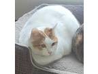 Adopt Louie a White (Mostly) American Shorthair / Mixed (medium coat) cat in