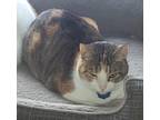Adopt Lilly a Calico or Dilute Calico American Shorthair / Mixed (medium coat)