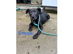 Adopt Snapper(1600 w 24th) a Mixed Breed (Medium) / Mixed dog in Pine Bluff
