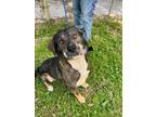 Adopt Rocco a Tricolor (Tan/Brown & Black & White) Mountain Cur / Mixed dog in
