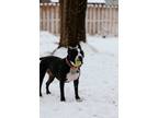 Adopt Iggy a Black - with White American Staffordshire Terrier / American Pit