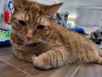 Adopt Simba a Orange or Red Tabby Tabby / Mixed (short coat) cat in Waterford