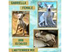 Adopt Gabriella a White Labrador Retriever / Mixed dog in Caldwell