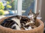 Adopt Crawly a White (Mostly) Domestic Shorthair cat in Kirkland, WA (41403743)