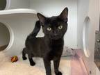 Adopt Ocean a Domestic Shorthair / Mixed (short coat) cat in Staten Island