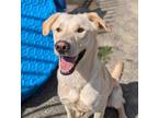 Adopt Tonka* a Labrador Retriever / Mixed dog in Pomona, CA (41192380)