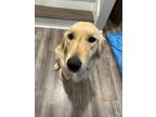 Adopt Belle a Tan/Yellow/Fawn - with White Golden Retriever / Mixed dog in Zion
