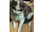 Adopt Missy* a Domestic Mediumhair / Mixed cat in Pomona, CA (41403690)