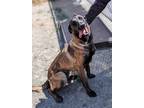 Adopt Sarah Mclachlan* a Belgian Malinois / Mixed dog in Pomona, CA (41396280)