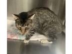 Adopt Alex* a Domestic Shorthair / Mixed cat in Pomona, CA (41403689)