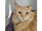 Adopt Ginger a Orange or Red Domestic Longhair / Mixed Breed (Medium) / Mixed