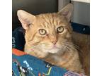 Adopt Rome a Orange or Red Domestic Shorthair / Mixed Breed (Medium) / Mixed