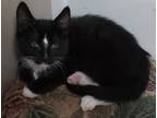 Adopt Bond a All Black Domestic Shorthair / Domestic Shorthair / Mixed cat in