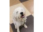 Adopt Elroy a White Poodle (Miniature) / Mixed dog in Wausau, WI (41191394)