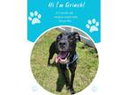 Adopt Grinch a Black Terrier (Unknown Type, Small) / Mixed dog in Savannah