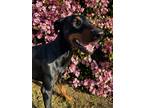 Adopt Medusa a Black - with Tan, Yellow or Fawn Doberman Pinscher / Mixed dog in