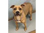 Adopt Xena a Tan/Yellow/Fawn Mixed Breed (Large) / Mixed dog in Chamblee