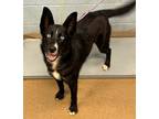 Adopt Lyla a Black Mixed Breed (Large) / Mixed dog in Chamblee, GA (41398926)