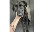 Adopt Autumn - VIP a Black Border Collie / Mixed dog in Arlington, TX (41403589)