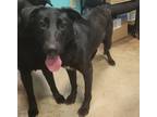 Adopt Bismarck a Black Labrador Retriever / Flat-Coated Retriever / Mixed (short