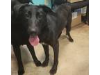 Adopt Bismarck a Black Labrador Retriever / Flat-Coated Retriever / Mixed dog in