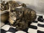 Adopt Manic Monday a Orange or Red Domestic Shorthair / Domestic Shorthair /