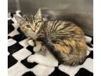 Adopt Walk Like an Egyptian a Orange or Red Domestic Shorthair / Domestic