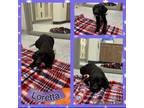 Adopt Loretta a Black - with White Boxer / Labrador Retriever / Mixed dog in