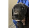 Adopt Loretta a Black - with White Boxer / Labrador Retriever / Mixed dog in