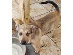 Adopt Sammy a Brindle Siberian Husky / German Shepherd Dog / Mixed dog in