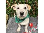 Adopt Jefferson a White - with Tan, Yellow or Fawn Beagle / Mixed dog in