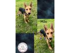 Adopt Milo a Black - with Tan, Yellow or Fawn German Shepherd Dog / Mixed dog in