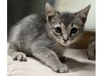 Adopt Bonnie a Gray or Blue Domestic Shorthair (short coat) cat in Granbury