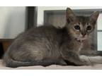 Adopt Bailey a Gray or Blue Domestic Shorthair (short coat) cat in Granbury