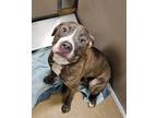 Adopt Rosie a Brindle American Pit Bull Terrier dog in Granbury, TX (41403539)