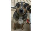 Adopt Ace a Black Corgi / Australian Kelpie dog in Granbury, TX (41403534)