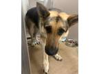 Adopt Nova a Black German Shepherd Dog dog in Granbury, TX (41403533)