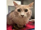 Adopt Mister Whiskers a Tan or Fawn Domestic Mediumhair (medium coat) cat in