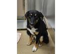 Adopt Sigmund/buddy a Black Australian Shepherd dog in Granbury, TX (41403531)
