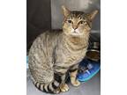 Adopt Conrad a Domestic Shorthair (short coat) cat in Granbury, TX (41370250)