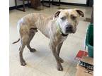 Adopt Boyce/andy a Brindle American Pit Bull Terrier dog in Granbury