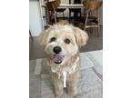 Adopt Songsong a Brown/Chocolate Maltipoo / Mixed dog in Bellevue, WA (40604707)
